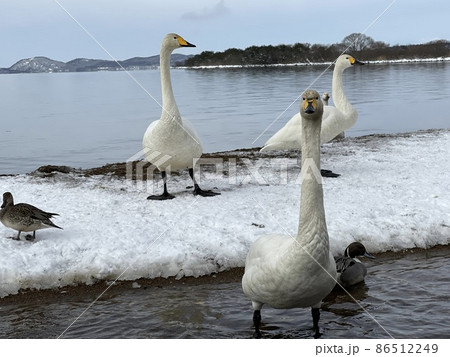 2022年1月の福島県の猪苗代湖の白鳥 86512249