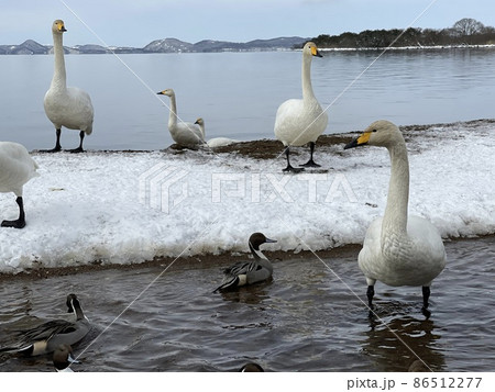 2022年1月の福島県の猪苗代湖の白鳥 2022年1月の福島県の猪苗代湖の白鳥 86512277
