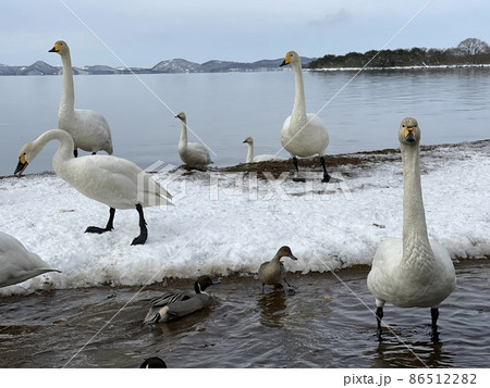 2022年1月の福島県の猪苗代湖の白鳥 2022年1月の福島県の猪苗代湖の白鳥 86512282