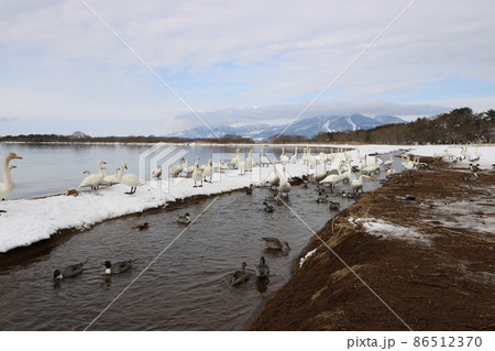 2022年1月の福島県の猪苗代湖の白鳥 86512370