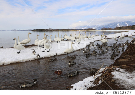 2022年1月の福島県の猪苗代湖の白鳥 86512377