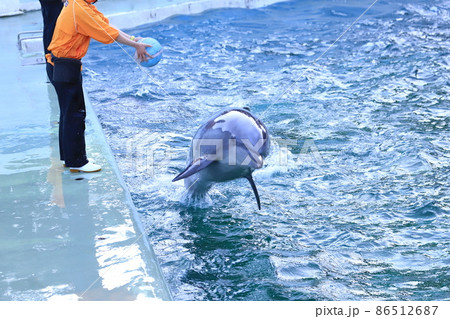 しながわ水族館 飼育員の投げるボールを追うイルカ の写真素材