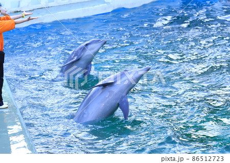 しながわ水族館　飼育員の指示に従い演技する2頭のイルカ　　　　 86512723