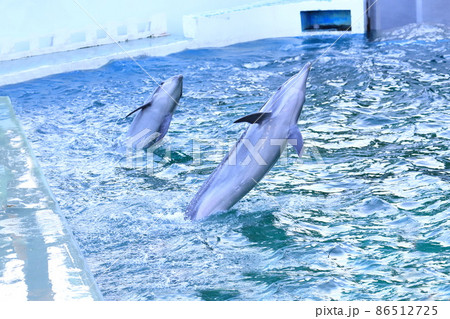 しながわ水族館 飼育員の指示に従い演技する2頭のイルカ しながわ水族館 飼育員の指示に従い演技する2頭のイルカ 86512725