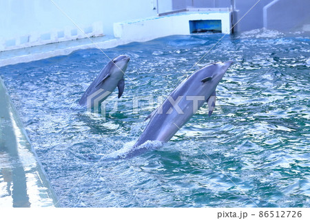 しながわ水族館　飼育員の指示に従い演技する2頭のイルカ　　　　 86512726