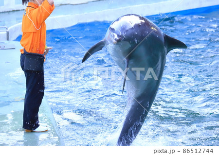 しながわ水族館 飼育員の指示に従い演技するイルカ しながわ水族館 飼育員の指示に従い演技するイルカ 86512744
