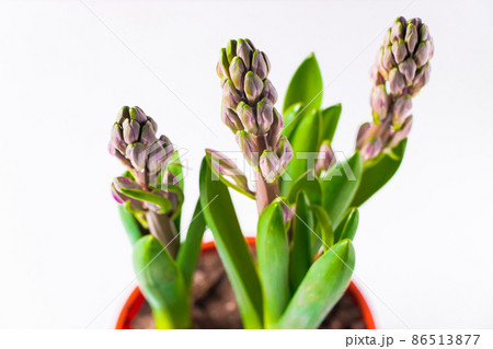 Hyacinth bulbs in pot on white background. Unopened flower buds. Hyacinth bulbs in pot on white background. Unopened flower buds. 86513877