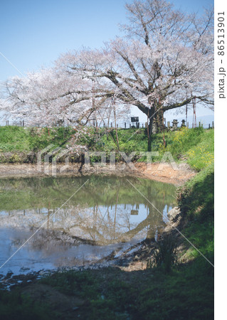 水面に反射する逆さ桜も有名な浅井の一本桜 日本九州福岡県筑後地区久留米市 86513901