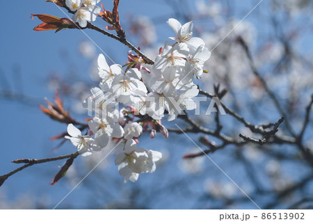 満開少し過ぎた桜の花と青空 春のお花見スポット 九州福岡県うきは市浮羽町巨瀬川沿い流川の桜並木 86513902
