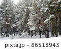 Beautiful scenic view of pine forest with trees covered with snow 86513943