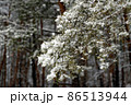 Beautiful scenic view of pine forest with trees covered with snow 86513944