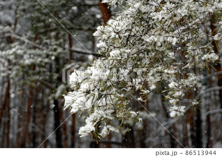 Beautiful scenic view of pine forest with trees covered with snow 86513944