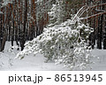 Beautiful scenic view of pine forest with trees covered with snow 86513945