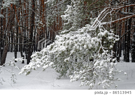 Beautiful scenic view of pine forest with trees covered with snow 86513945