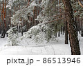 Beautiful scenic view of pine forest with trees covered with snow 86513946