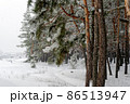 Beautiful scenic view of pine forest with trees covered with snow 86513947