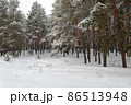 Beautiful scenic view of pine forest with trees covered with snow 86513948