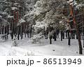 Beautiful scenic view of pine forest with trees covered with snow 86513949