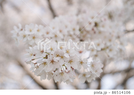 ソメイヨシノの桜の花が満開 春のお花見スポット 日本九州福岡県久留米市 86514106