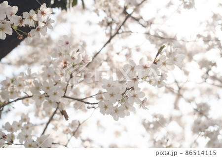 ソメイヨシノの桜の花が満開 春のお花見スポット 日本九州福岡県久留米市 86514115
