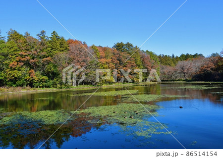 水戸市植物園の池 86514154