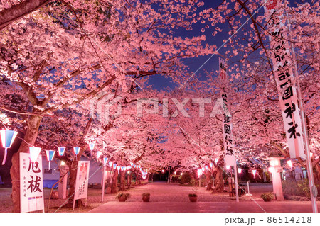 名古屋市 護国神社の夜桜 名古屋市 護国神社の夜桜 86514218