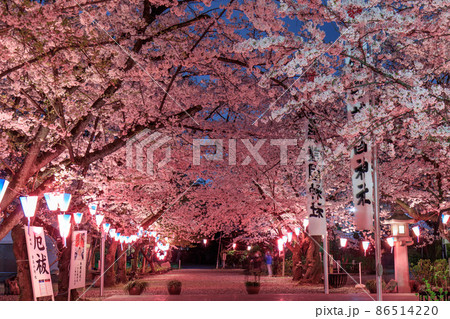 名古屋市　護国神社の夜桜 86514220