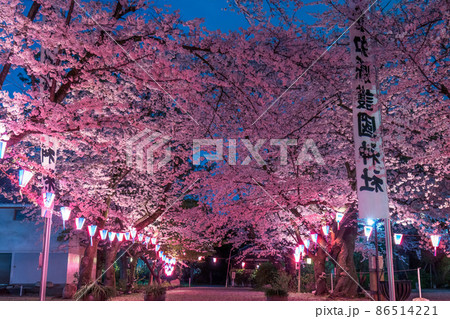 名古屋市 護国神社の夜桜 名古屋市 護国神社の夜桜 86514221