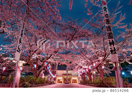 名古屋市 護国神社の夜桜 名古屋市 護国神社の夜桜 86514266