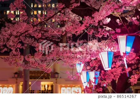 名古屋市　護国神社の夜桜 86514267