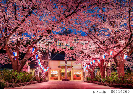 名古屋市 護国神社の夜桜 名古屋市 護国神社の夜桜 86514269