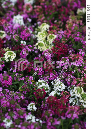 イベリス 白、ピンク、赤色の花 イベリス 白、ピンク、赤色の花 86514345