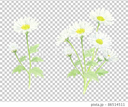 White small chrysanthemum flower set drawn in watercolor analog illustration transparent background White small chrysanthemum flower set drawn in watercolor analog illustration transparent background 86514511