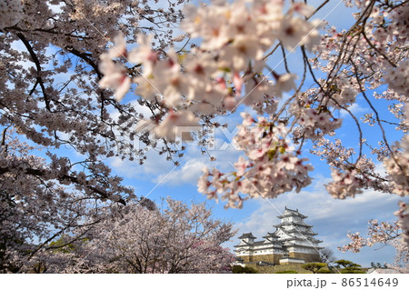日本の兵庫県の姫路市 世界遺産で国宝でもある姫路城 春の桜と立派な天守閣 日本の兵庫県の姫路市 世界遺産で国宝でもある姫路城 春の桜と立派な天守閣 86514649