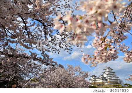 日本の兵庫県の姫路市　世界遺産で国宝でもある姫路城　春の桜と立派な天守閣 86514650