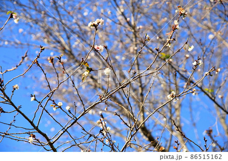 子福桜の花 86515162