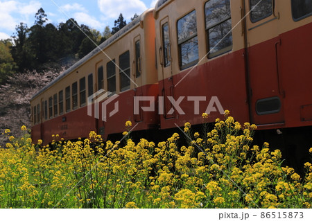 房総半島のローカル線小湊鉄道と菜の花と桜 86515873