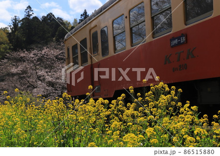 房総半島のローカル線小湊鉄道と菜の花と桜 86515880