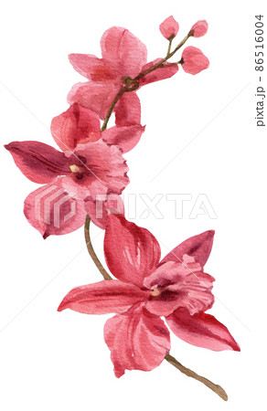 Orchid. Watercolor vintage illustration. Isolated on a white background. For your design. Orchid. Watercolor vintage illustration. Isolated on a white background. For your design. 86516004