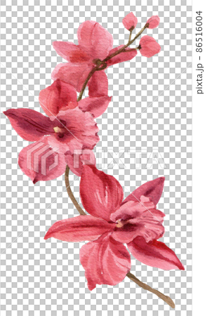 Orchid. Watercolor vintage illustration. Isolated on a white background. For your design. Orchid. Watercolor vintage illustration. Isolated on a white background. For your design. 86516004