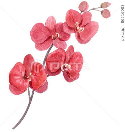 Orchid. Watercolor vintage illustration. Isolated on a white background. For your design. Orchid. Watercolor vintage illustration. Isolated on a white background. For your design. 86516005