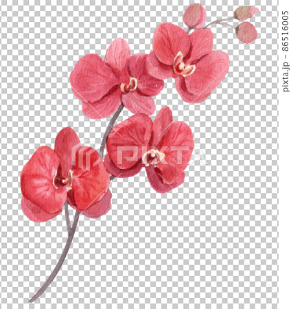 Orchid. Watercolor vintage illustration. Isolated on a white background. For your design. Orchid. Watercolor vintage illustration. Isolated on a white background. For your design. 86516005