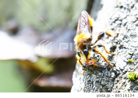 テントウムシを咥えるオオイシアブの一種 86516134