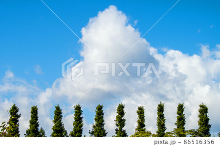 杜の都　仙台　秋　広瀬川河畔の仙台国際センター前のメタセコイア並木 86516356