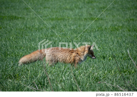 草原のキタキツネ 86516437