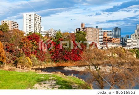 杜の都仙台　晩秋　広瀬川　澱橋から下流の澱緑地とビル群を望む 86516953