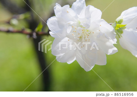 純白の桜をクローズアップ 純白の桜をクローズアップ 86516956