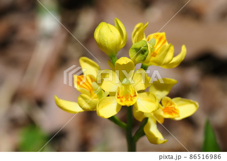 キンランの花 86516986