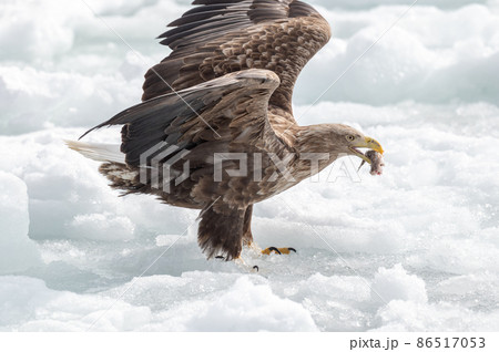 知床　冬 86517053