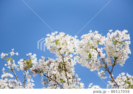 番所丘公園の満開の桜を近接撮影 86517056